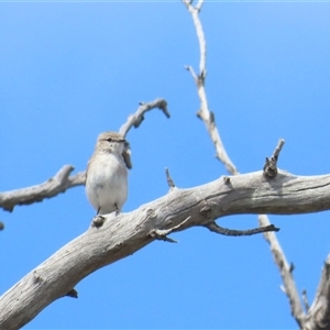 Microeca fascinans at Throsby, ACT - 12 Oct 2024