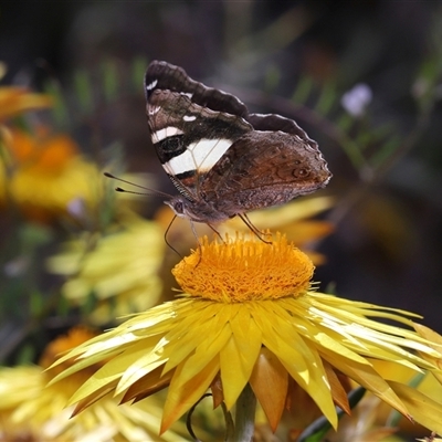 Vanessa itea (Yellow Admiral) at Acton, ACT - 9 Oct 2024 by TimL