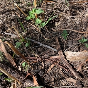 Solanum nigrum at Watson, ACT - 11 Oct 2024 10:31 AM