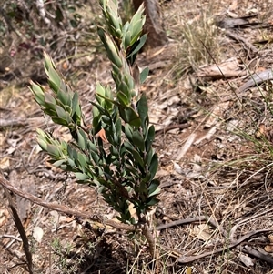 Styphelia triflora at Watson, ACT - 11 Oct 2024