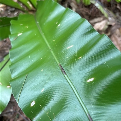 Asplenium australasicum at Lorne, NSW - 12 Oct 2024 by Butlinz