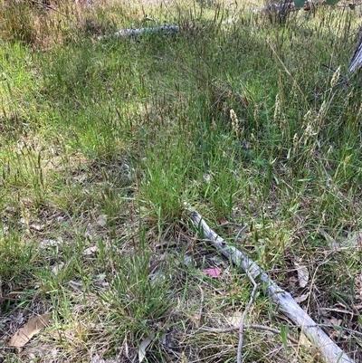 Anthoxanthum odoratum (Sweet Vernal Grass) at Watson, ACT - 11 Oct 2024 by waltraud