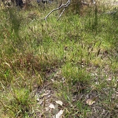 Anthoxanthum odoratum at Watson, ACT - 11 Oct 2024 12:11 PM