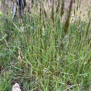 Anthoxanthum odoratum at Watson, ACT - 11 Oct 2024 12:11 PM