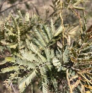 Acacia baileyana x Acacia dealbata at Watson, ACT - 11 Oct 2024