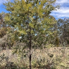 Acacia baileyana x Acacia dealbata at Watson, ACT - 11 Oct 2024 12:34 PM