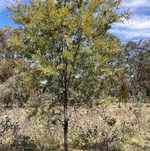 Acacia baileyana x Acacia dealbata at Watson, ACT - 11 Oct 2024