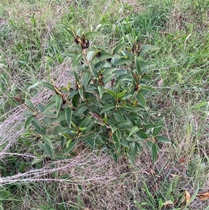 Ligustrum lucidum at Hackett, ACT - 11 Oct 2024 05:31 PM