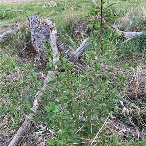 Ligustrum lucidum at Hackett, ACT - 11 Oct 2024