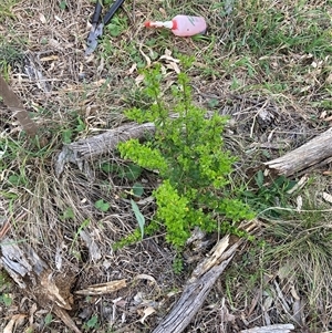 Ligustrum sinense at Hackett, ACT - 11 Oct 2024