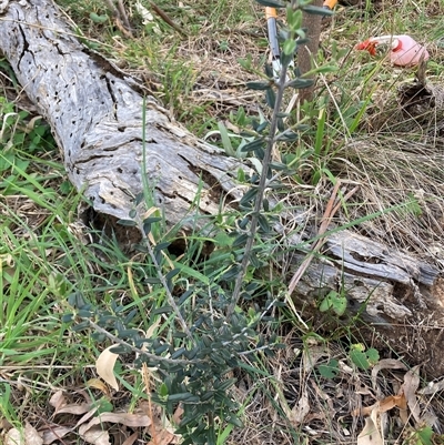 Olea europaea subsp. cuspidata (African Olive) at Hackett, ACT - 11 Oct 2024 by waltraud