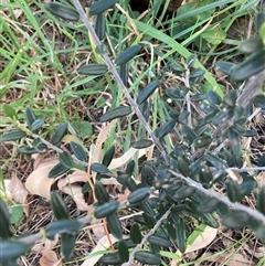 Olea europaea subsp. cuspidata at Hackett, ACT - 11 Oct 2024 05:32 PM