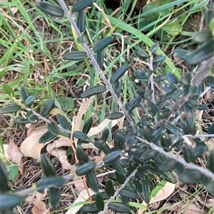 Olea europaea subsp. cuspidata at Hackett, ACT - 11 Oct 2024 05:32 PM