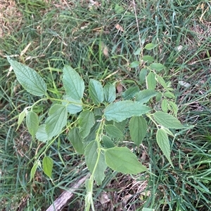 Celtis australis at Hackett, ACT - 11 Oct 2024 05:32 PM