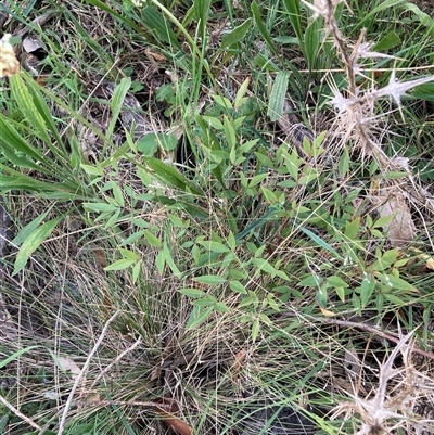 Nandina domestica (Sacred Bamboo) at Hackett, ACT - 11 Oct 2024 by waltraud