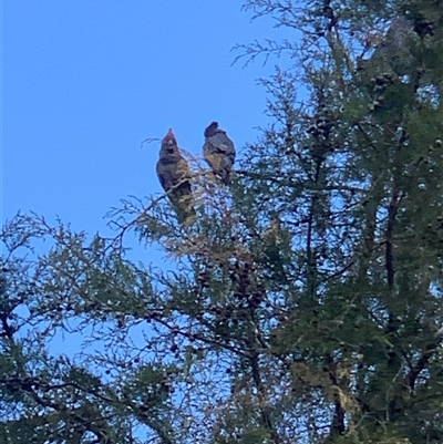 Callocephalon fimbriatum (Gang-gang Cockatoo) at Corrowong, NSW - 11 Oct 2024 by BlackFlat