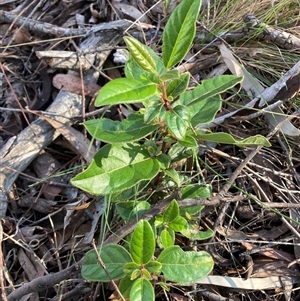 Viburnum tinus at Hackett, ACT - 11 Oct 2024 06:20 PM