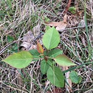 Prunus sp. at Hackett, ACT - 11 Oct 2024 06:38 PM