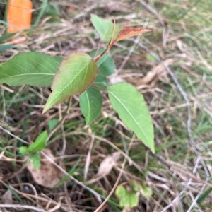 Prunus sp. at Hackett, ACT - 11 Oct 2024 06:38 PM