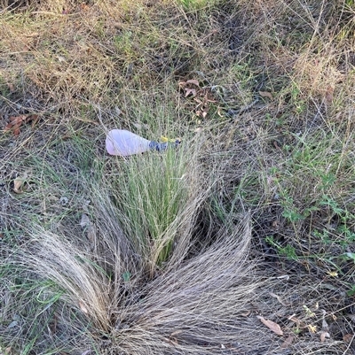 Nassella trichotoma (Serrated Tussock) at Hackett, ACT - 11 Oct 2024 by waltraud