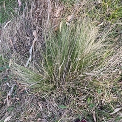 Nassella trichotoma at Hackett, ACT - 11 Oct 2024