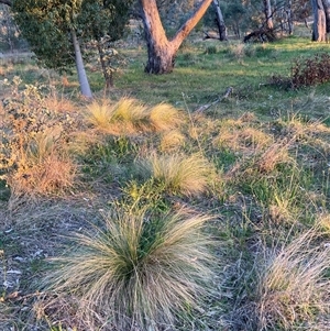 Nassella trichotoma at Hackett, ACT - 11 Oct 2024