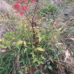 Nandina domestica (Sacred Bamboo) at Hackett, ACT - 11 Oct 2024 by waltraud