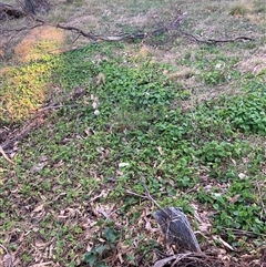 Viola odorata (Sweet Violet, Common Violet) at Hackett, ACT - 11 Oct 2024 by waltraud