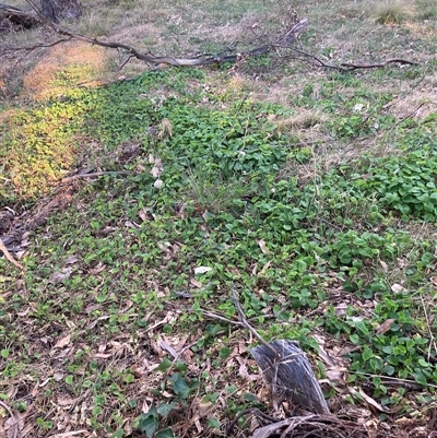 Viola odorata (Sweet Violet, Common Violet) at Hackett, ACT - 11 Oct 2024 by waltraud