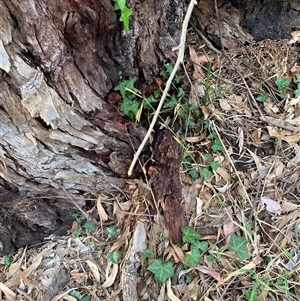 Hedera sp. at Hackett, ACT - 11 Oct 2024 06:46 PM