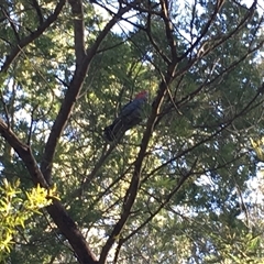 Callocephalon fimbriatum (Gang-gang Cockatoo) at Cook, ACT - 12 Oct 2024 by dwise