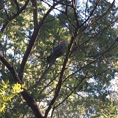 Callocephalon fimbriatum (Gang-gang Cockatoo) at Cook, ACT - 13 Oct 2024 by dwise