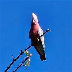 Eolophus roseicapilla (Galah) at Braidwood, NSW - 13 Oct 2024 by MatthewFrawley