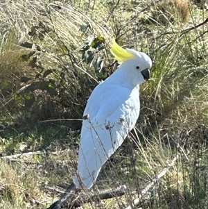 Cacatua galerita at Bungendore, NSW - suppressed