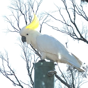 Cacatua galerita at Bungendore, NSW - suppressed