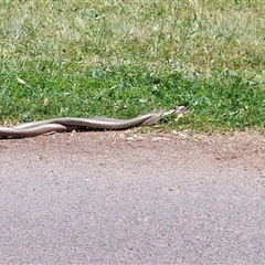 Pseudonaja textilis (Eastern Brown Snake) at Lawson, ACT - 12 Oct 2024 by DrivingAnalytical