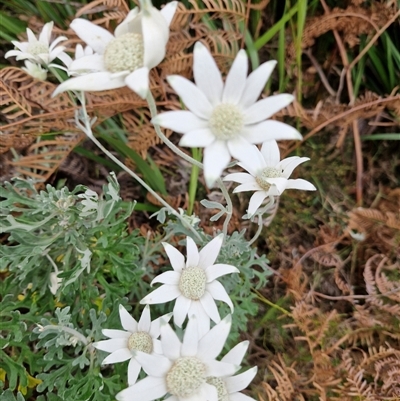 Actinotus helianthi (Flannel Flower) at Evans Head, NSW - 13 Oct 2024 by AliClaw