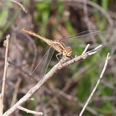 Diplacodes bipunctata (Wandering Percher) at Indigo Valley, VIC - 1 Oct 2024 by ConBoekel