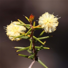 Acacia ulicifolia (Prickly Moses) at Indigo Valley, VIC - 1 Oct 2024 by ConBoekel