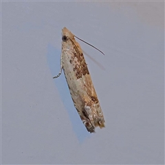 Crocidosema plebejana (Cotton Tipworm Moth) at Turner, ACT - 10 Oct 2024 by ConBoekel