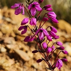 Tetratheca bauerifolia (Heath Pink-bells) at Uriarra Village, ACT - 28 Sep 2024 by rangerstacey