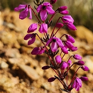 Tetratheca bauerifolia at Uriarra Village, ACT - 28 Sep 2024