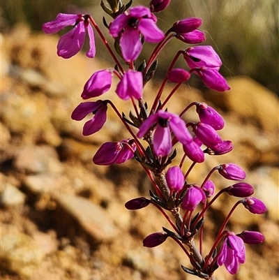 Tetratheca bauerifolia (Heath Pink-bells) at Uriarra Village, ACT - 28 Sep 2024 by rangerstacey