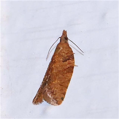 Rupicolana rupicolana (A Tortricid moth (Tortricinae)) at Turner, ACT - 10 Oct 2024 by ConBoekel