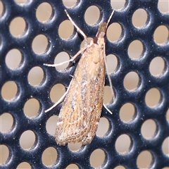 Eudonia cleodoralis at Turner, ACT - 10 Oct 2024 08:48 PM