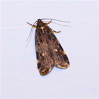 Barea codrella (A concealer moth) at Turner, ACT - 10 Oct 2024 by ConBoekel