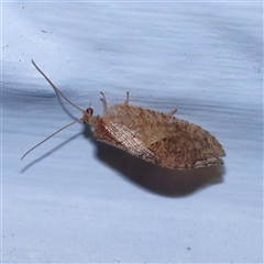 Drepanacra binocula (Notched brown lacewing) at Turner, ACT - 10 Oct 2024 by ConBoekel