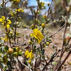 Hibbertia obtusifolia (Grey Guinea-flower) at Uriarra Village, ACT - 29 Sep 2024 by rangerstacey