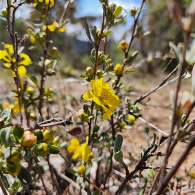 Hibbertia obtusifolia (Grey Guinea-flower) at Uriarra Village, ACT - 29 Sep 2024 by rangerstacey