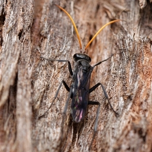 Fabriogenia sp. (genus) at Downer, ACT - 13 Oct 2024